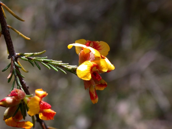 Wild Flower